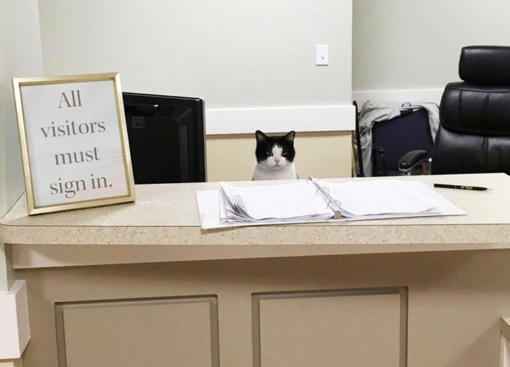 gatita oreo es la recepcionista 