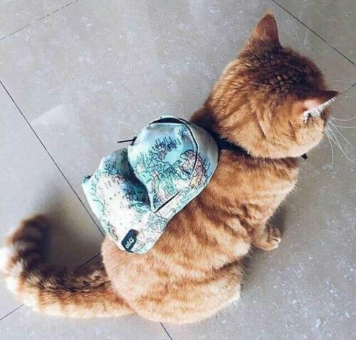 gato hipster