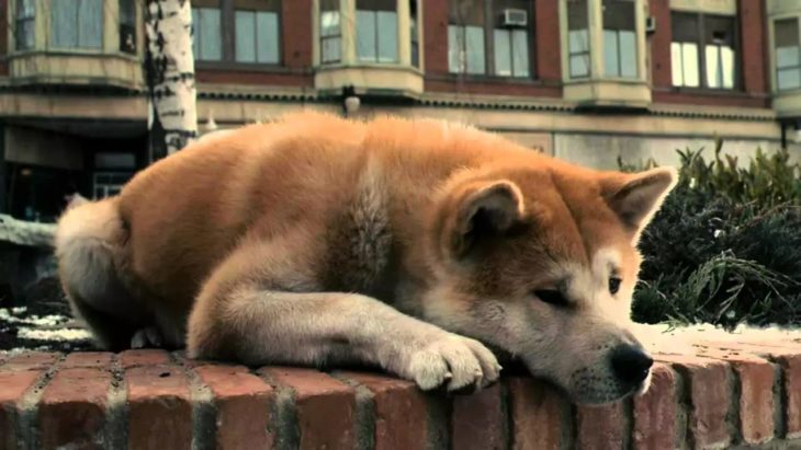hachiko