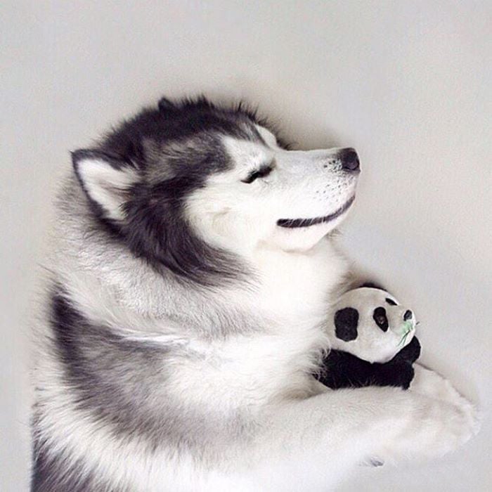 Perro husky sonriendo feliz 