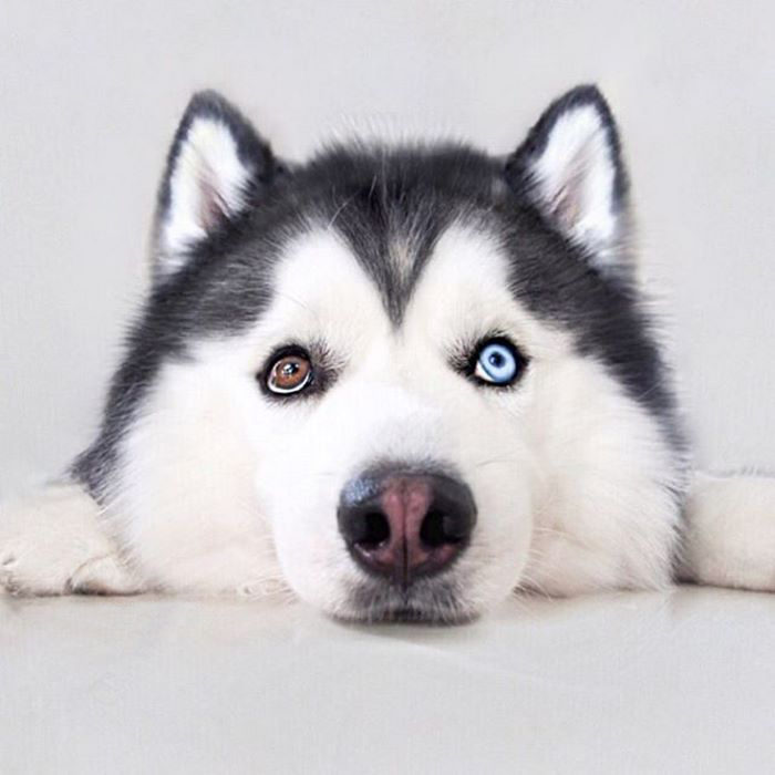 Perro husky sonriendo feliz 