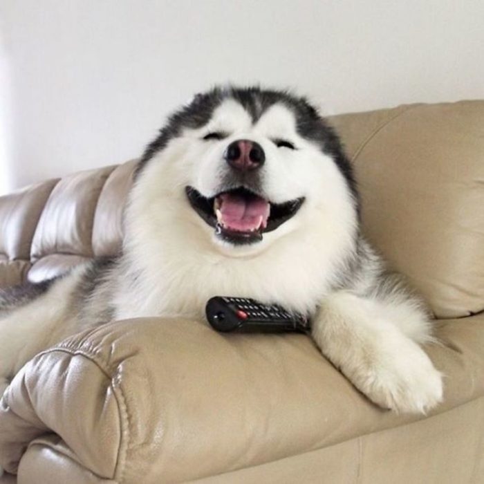 Perro husky sonriendo feliz 