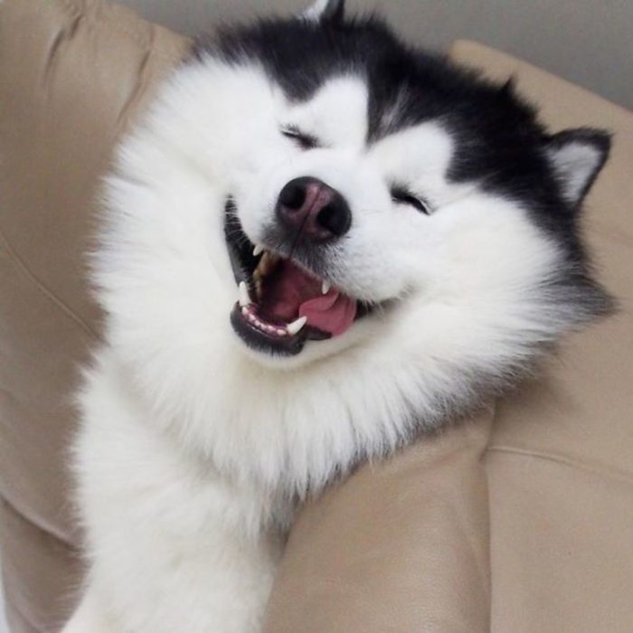 Perro husky sonriendo feliz 
