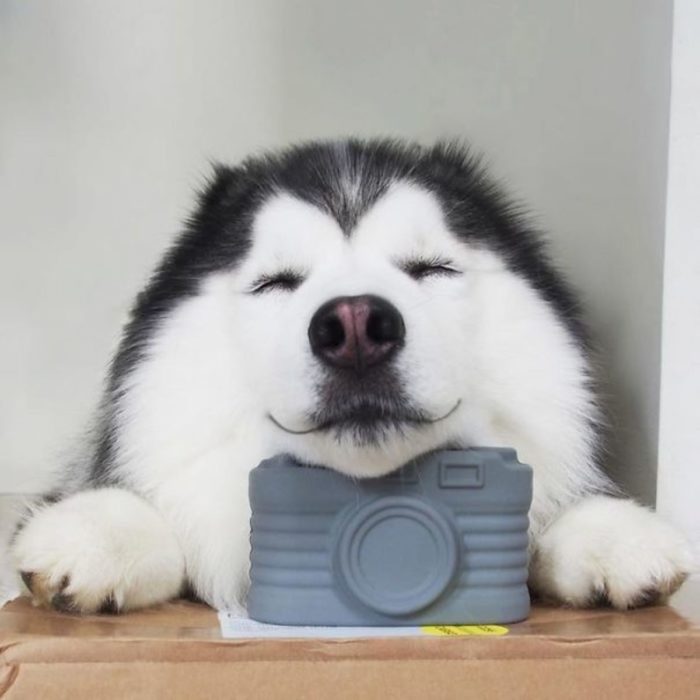 Perro husky sonriendo feliz 