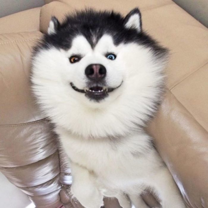 Perro husky sonriendo feliz 