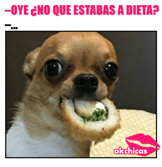 perro chihuahua comiendo sushi