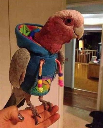 perico hipster