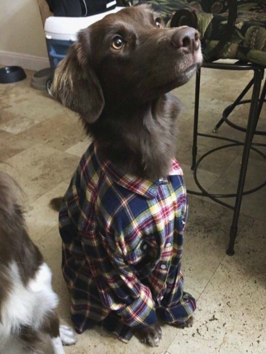 perro hipster