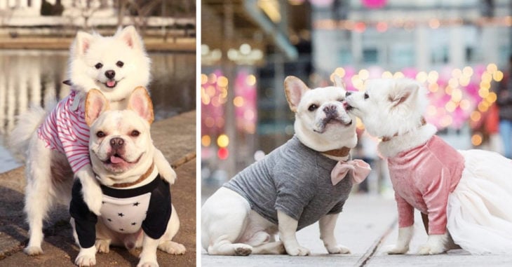 Estos dos cachorros se comprometieron y sus fotos son adorables