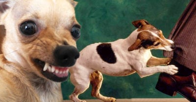 Segun este estudio, tu perro reconoce si alguien es una mala persona