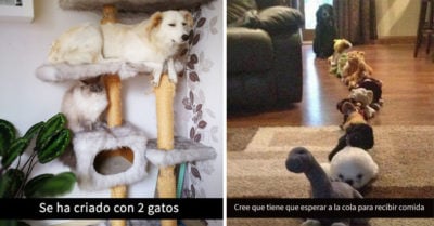 15 Snapchats de perros que te alegrarán el día. Parte II