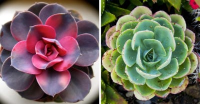 Las rosas suculentas son la nueva sensación en internet