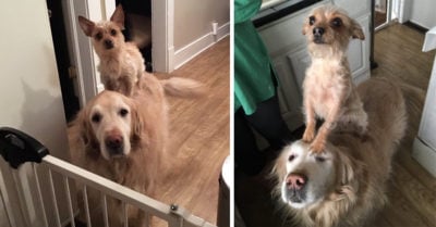 Bella y Hank, los adorables perros cómplices que se aliaron para conseguir golosinas