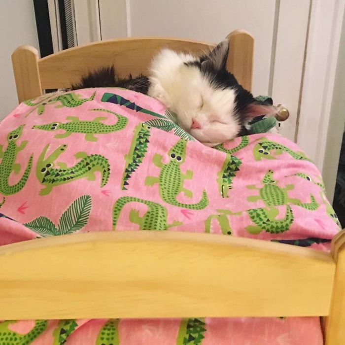 Gatito durmiendo