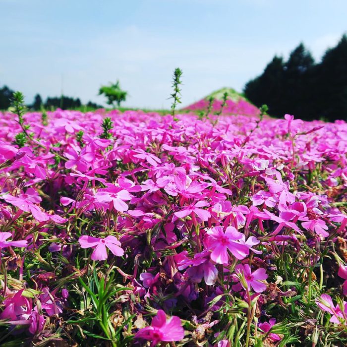 Flores de Japón