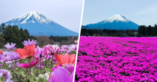 Imágenes de la ola rosa que invade Japón cada primavera