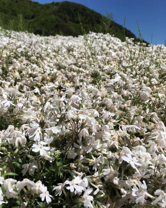 Flores de Japón