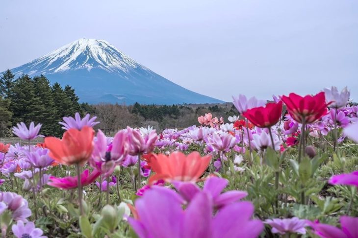 Flores de Japón