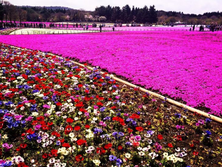 Flores de Japón