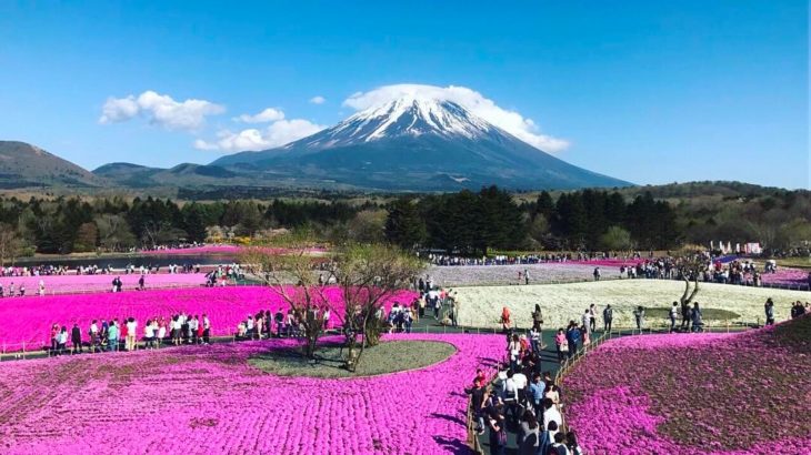 Flores de Japón