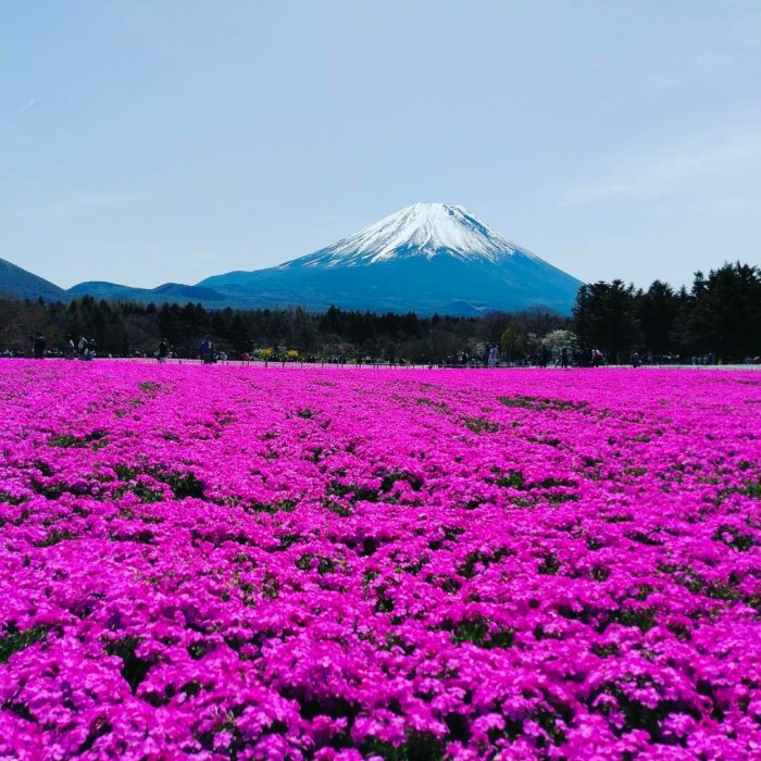 Flores de Japón