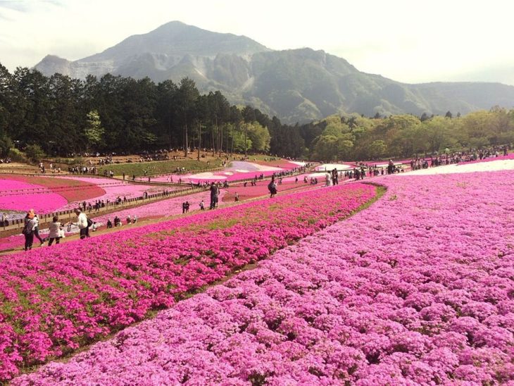 Flores de Japón