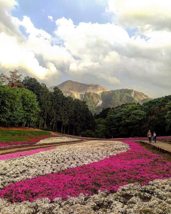 Flores de Japón