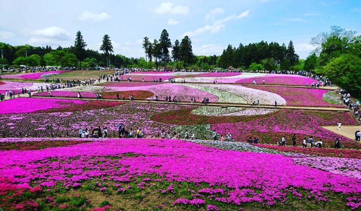 Flores de Japón