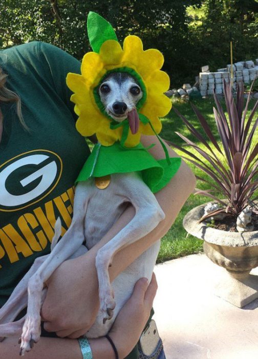 perro disfrazado de flor