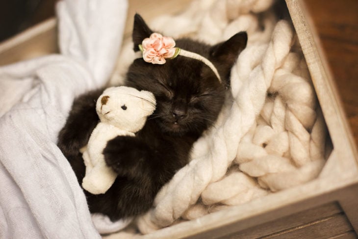 gato negro bebé