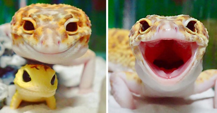 Este sonriente gecko y su mejor amigo te alegrarán el día