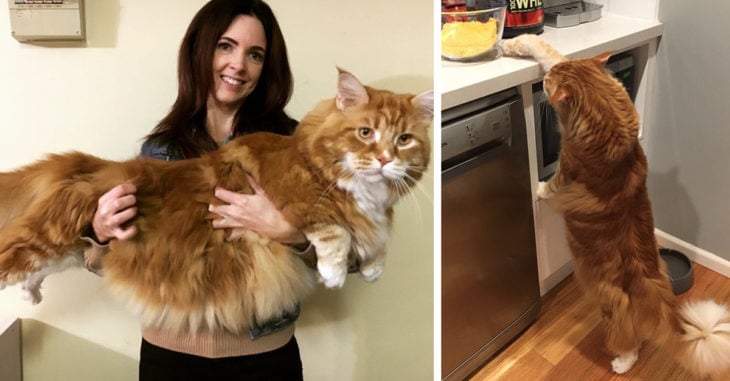 Creyeron haber comprado un diminuto gatito; pero creció hasta convertirse en el gato más grande del mundo