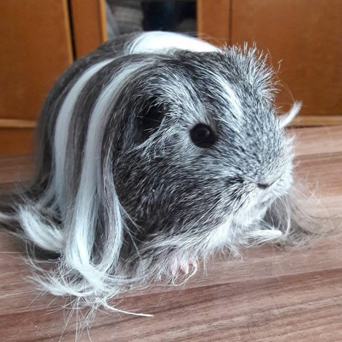 guinea pig 10