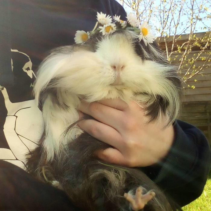 guinea pig 15