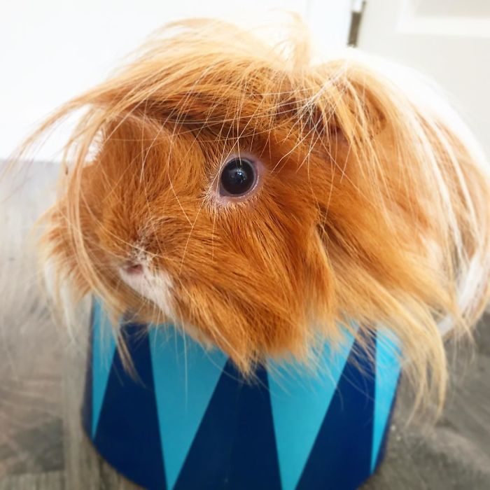 guinea pig 20