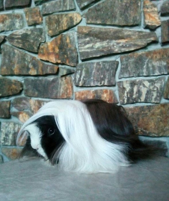 guinea pig 28
