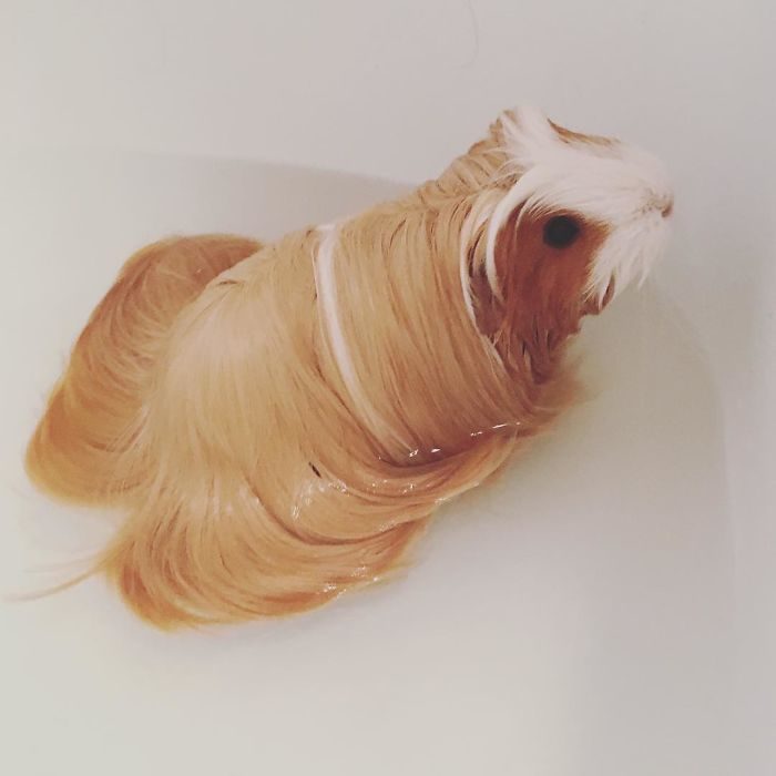 guinea pig 32