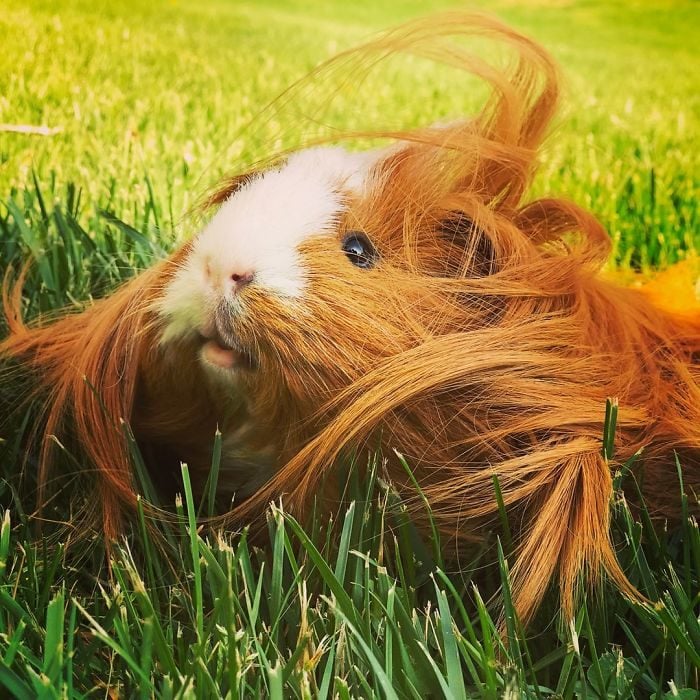 guinea pig 38