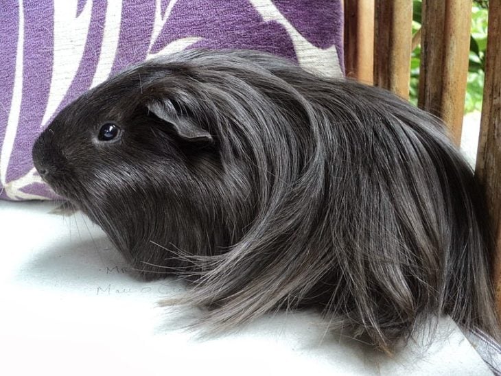 guinea pig 4