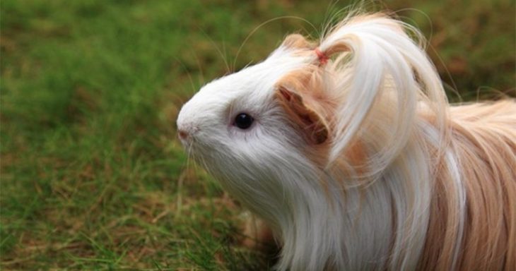 guinea pig 40