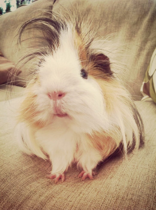 guinea pig 43