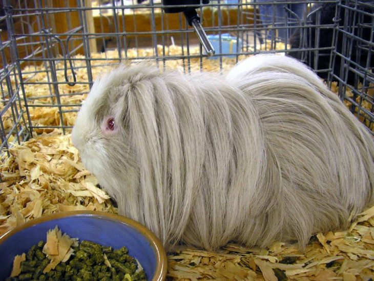 guinea pig 45