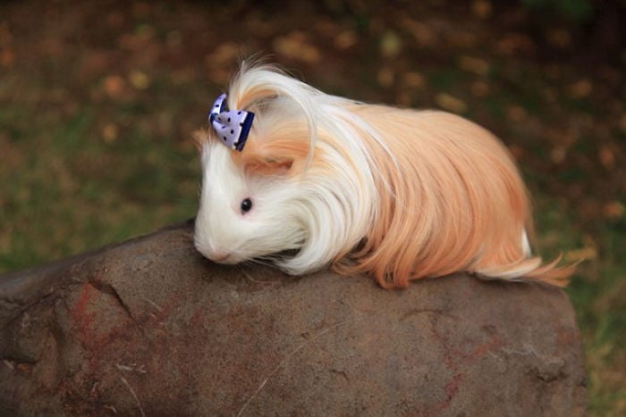 guinea pig 5