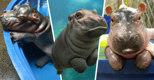 20 Fotografías de bebés hipopótamos que te derretirán el corazón