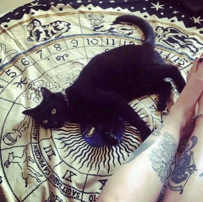 gato negro y signos zodiacales 