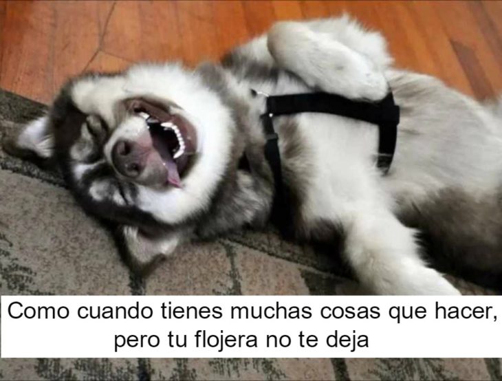 perrito feliz 13