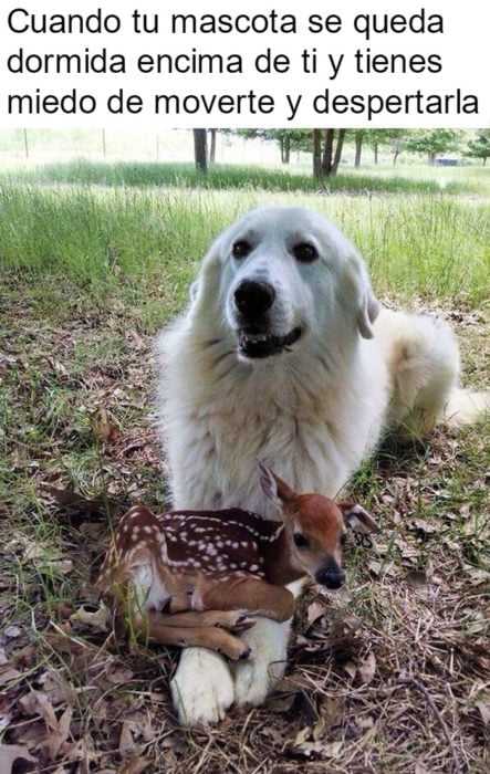 perrito feliz 16
