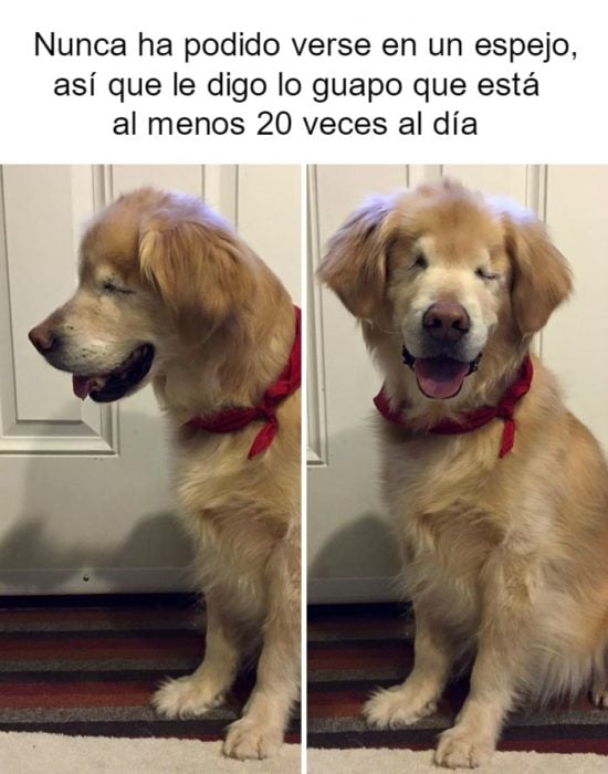 perrito feliz 4