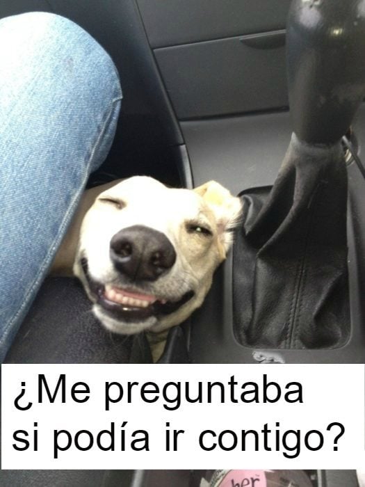 perrito feliz 9