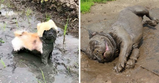 20 Fotografías que demuestran por qué no hay que dejar jugar a los perros en el lodo